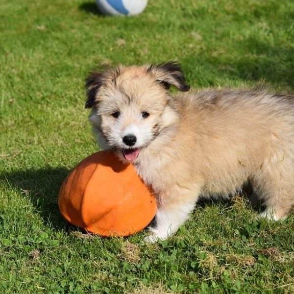 How To Deal With The Loss Of A Pet