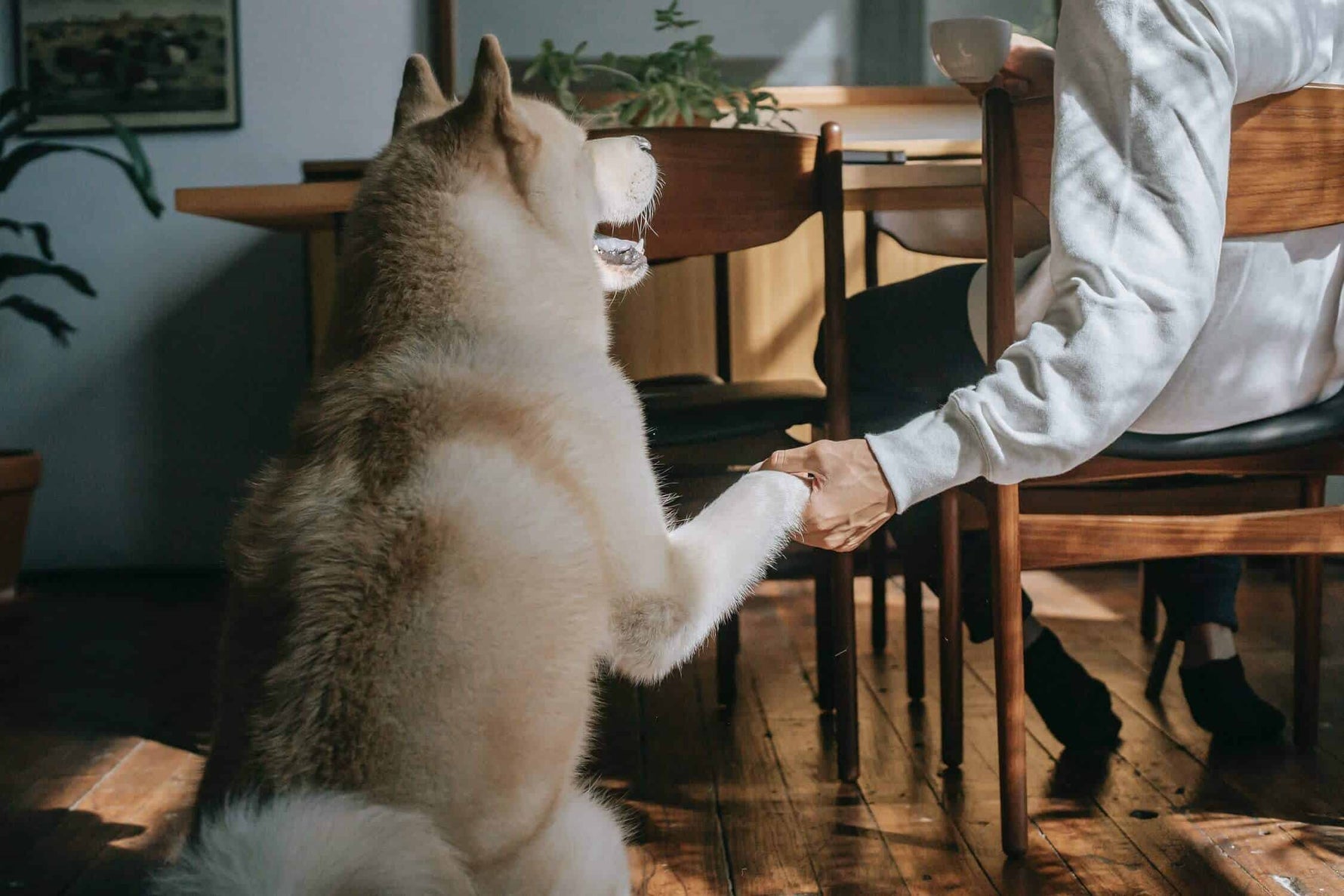 How to cope with losing a pet