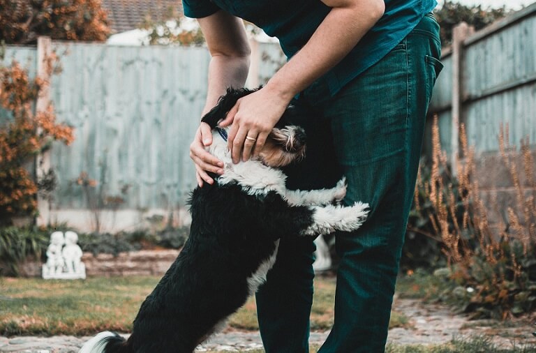What to do when your dog passes at home