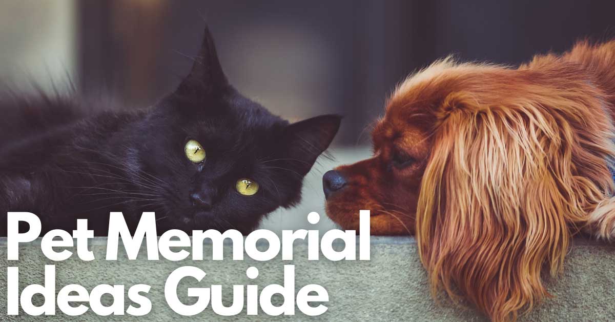 Pet Memorial Ideas Guide